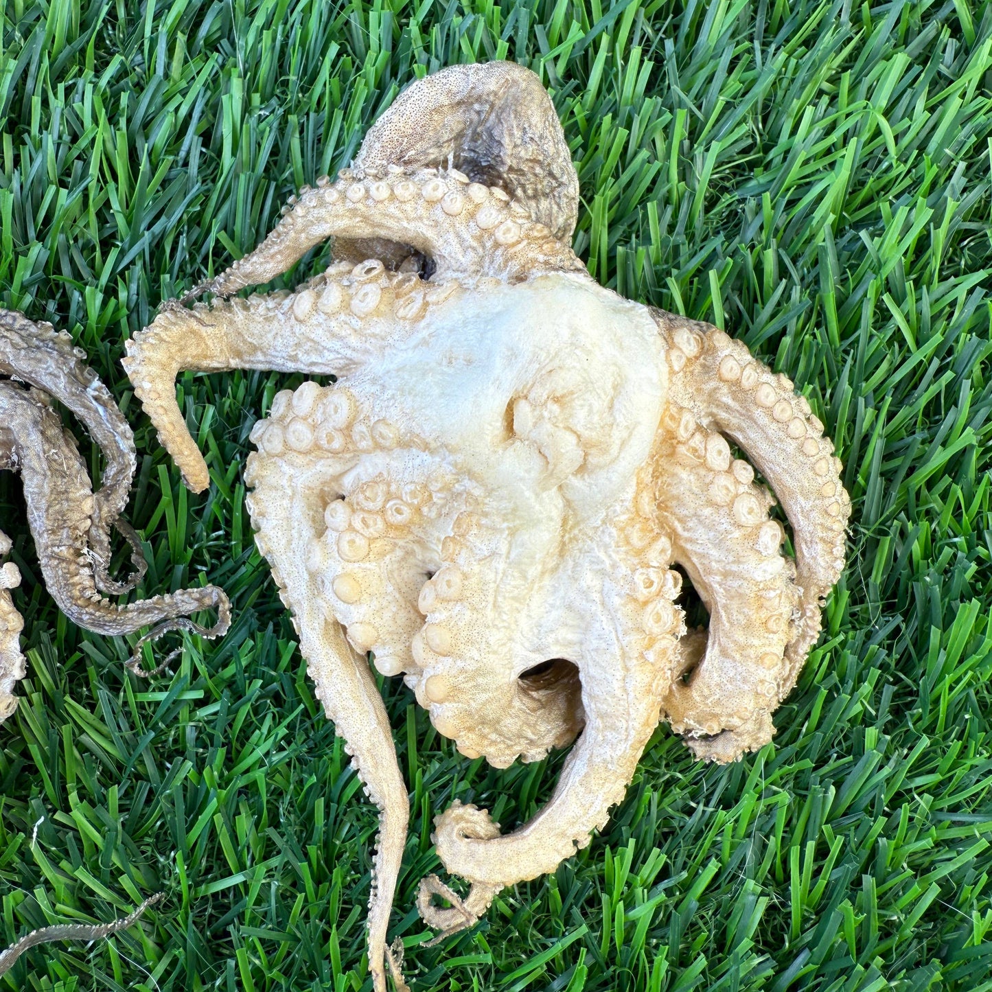 Baby Octopus - Bag of 5 - Freeze Dried Treats for Dogs & Cat