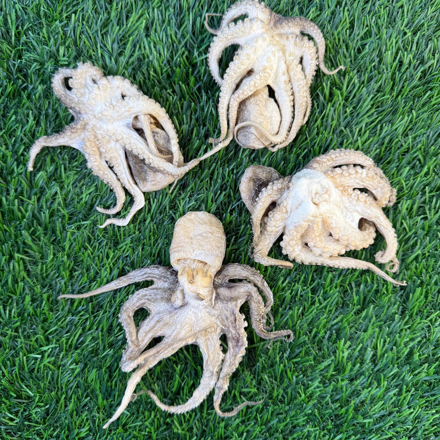 Baby Octopus - Bag of 5 - Freeze Dried Treats for Dogs & Cat