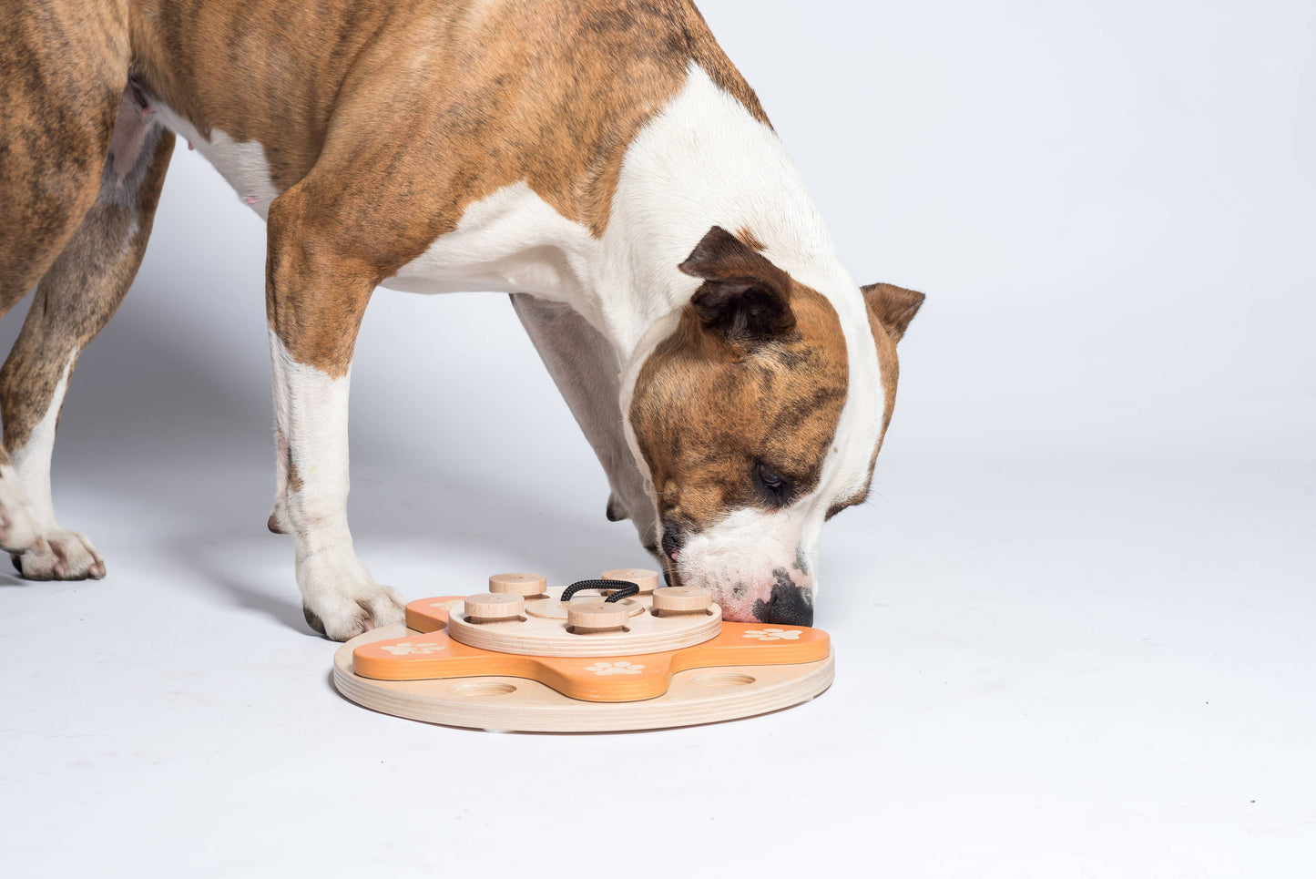 Dog's Flower - intelligent game for dogs