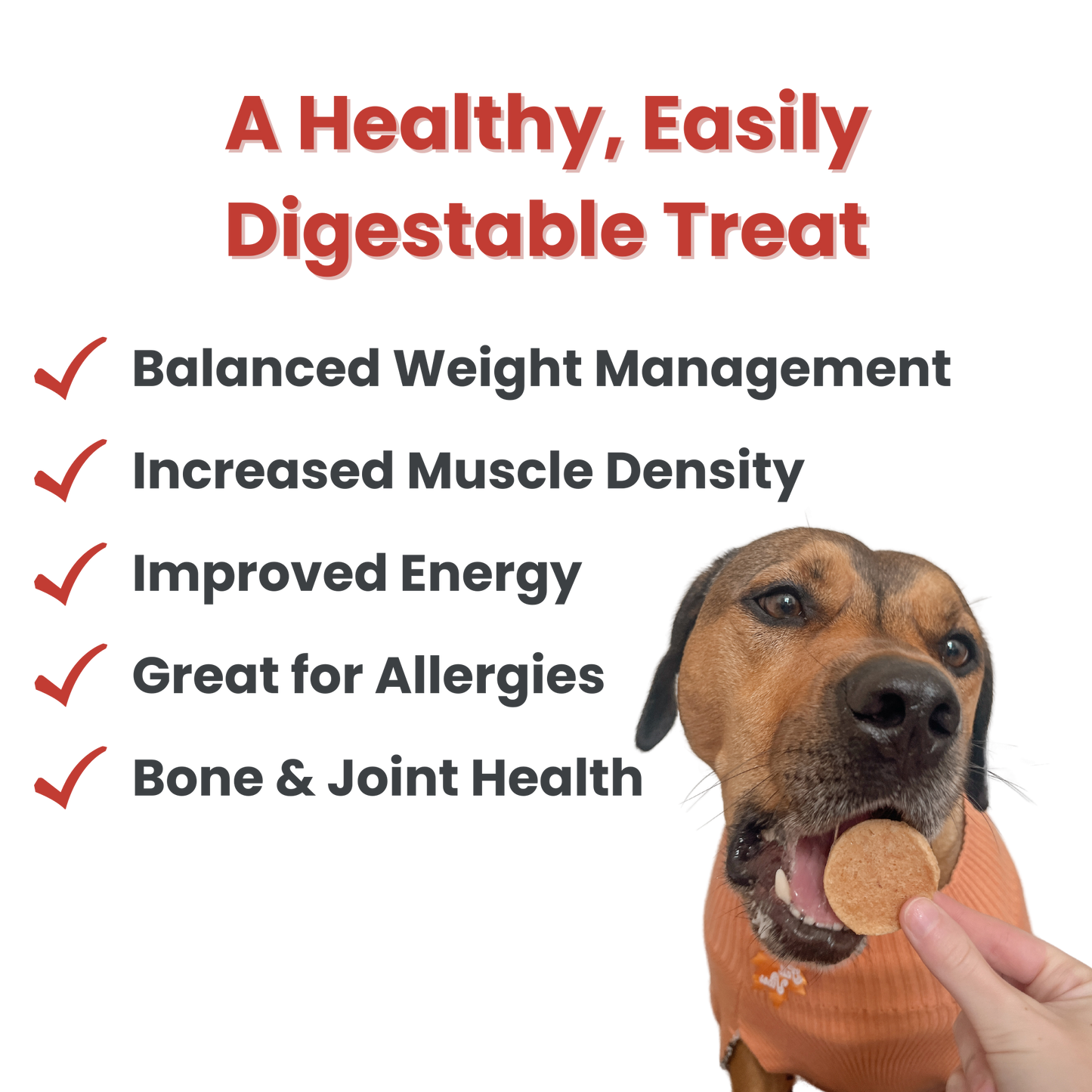 Halloween Dog Treat Snack Pack