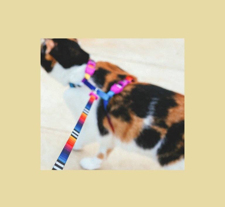 Prisma | Cat Harness with Leash