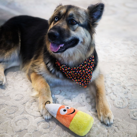 Kookie Korn Dog Toy