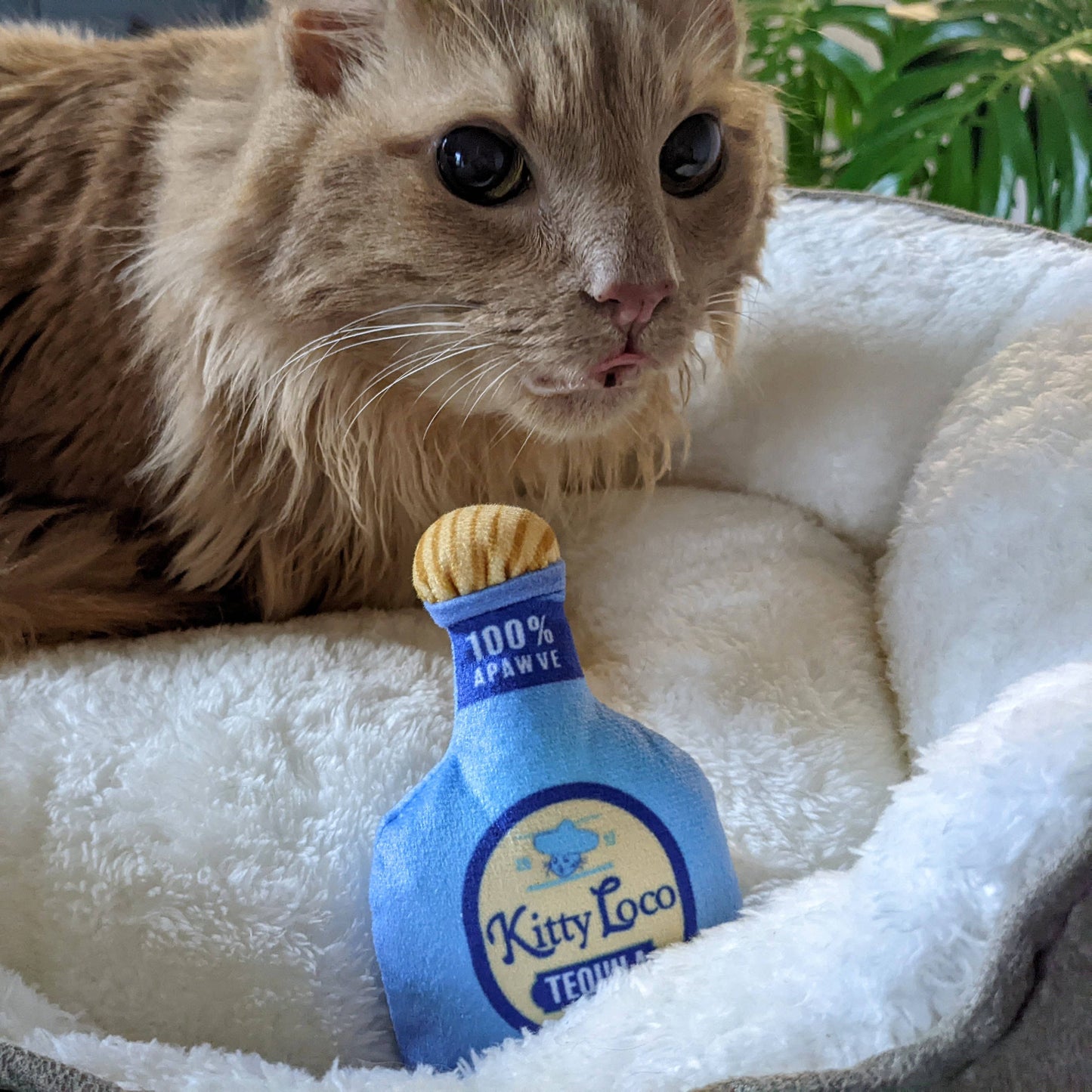 Kitty Loco Tequila Cat Toy