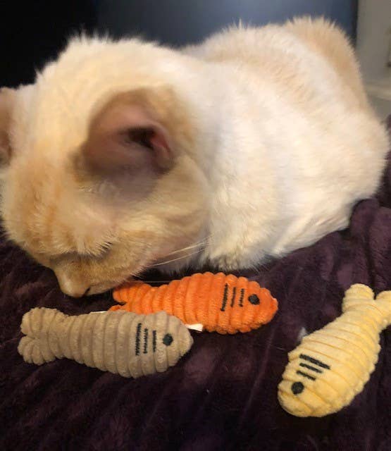 HuggleKats® Sardinies Cat Toys (3pk)