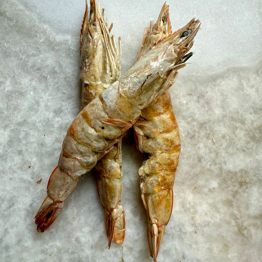 Large Prawns/Shrimp - Freeze-Dried