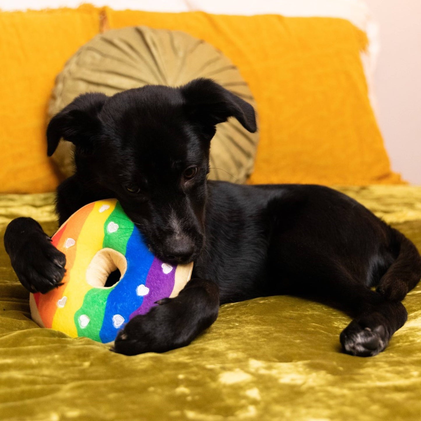 Pride Donut Dog Toy