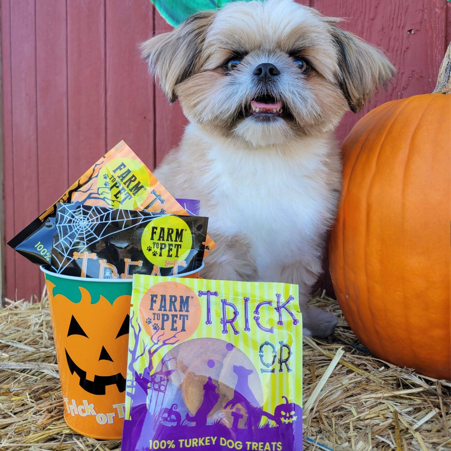 Halloween Dog Treat Snack Pack