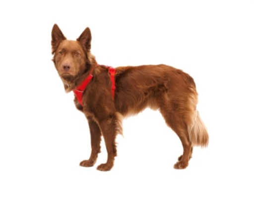 Ruffwear Front Range Harness