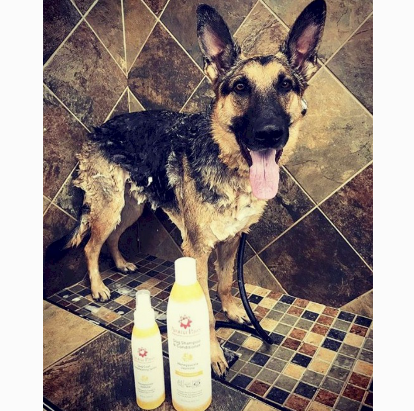 Aroma Paws Dog Shampoo & Conditioner
