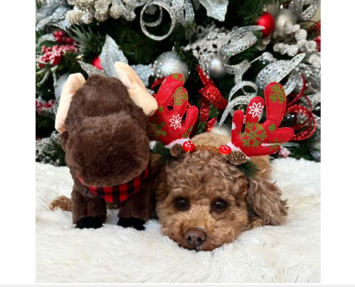 Animated Moose Dog Toy