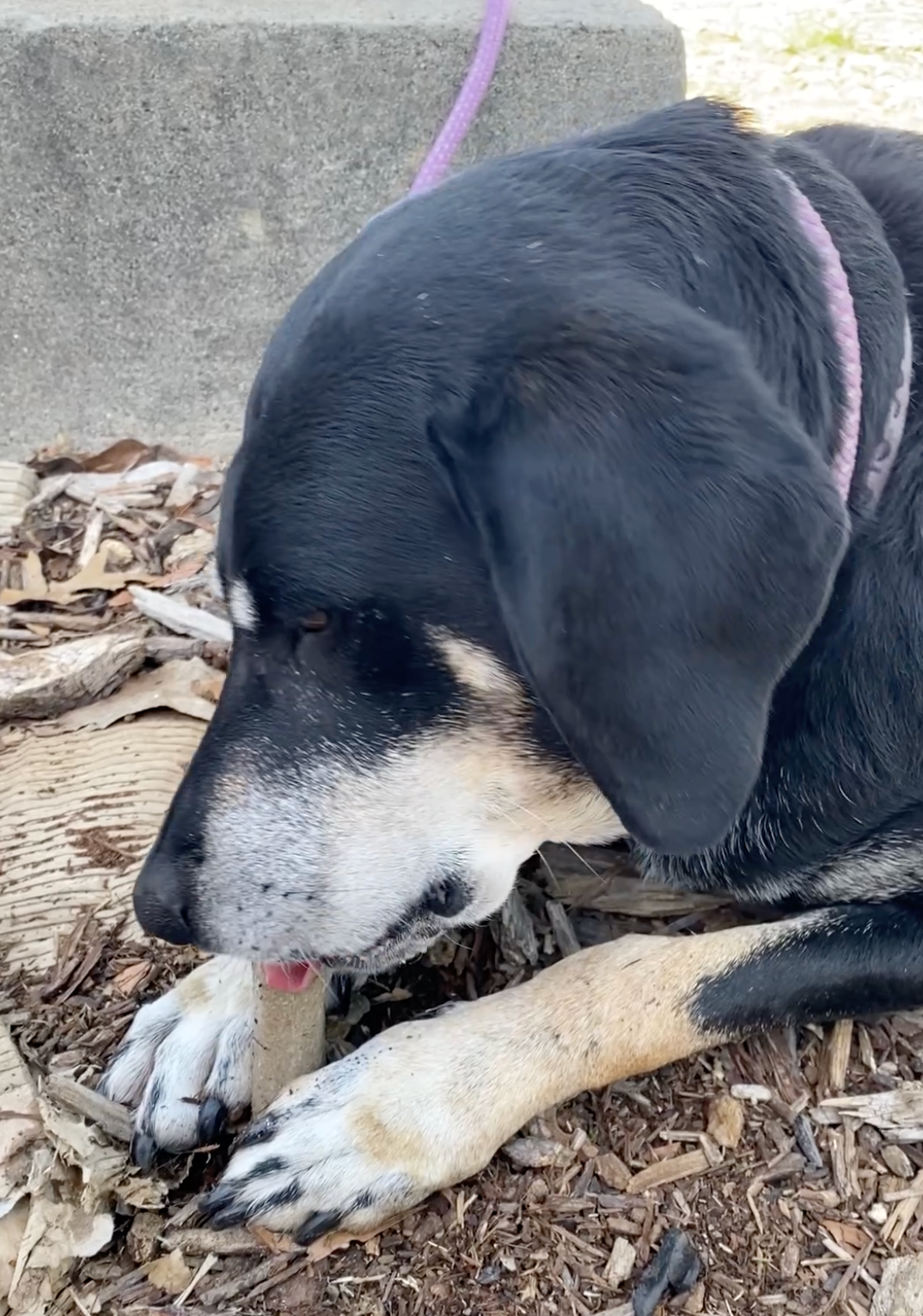 Big Chew Bundle – Braided Bully Stick + Yak Cheese Sticks