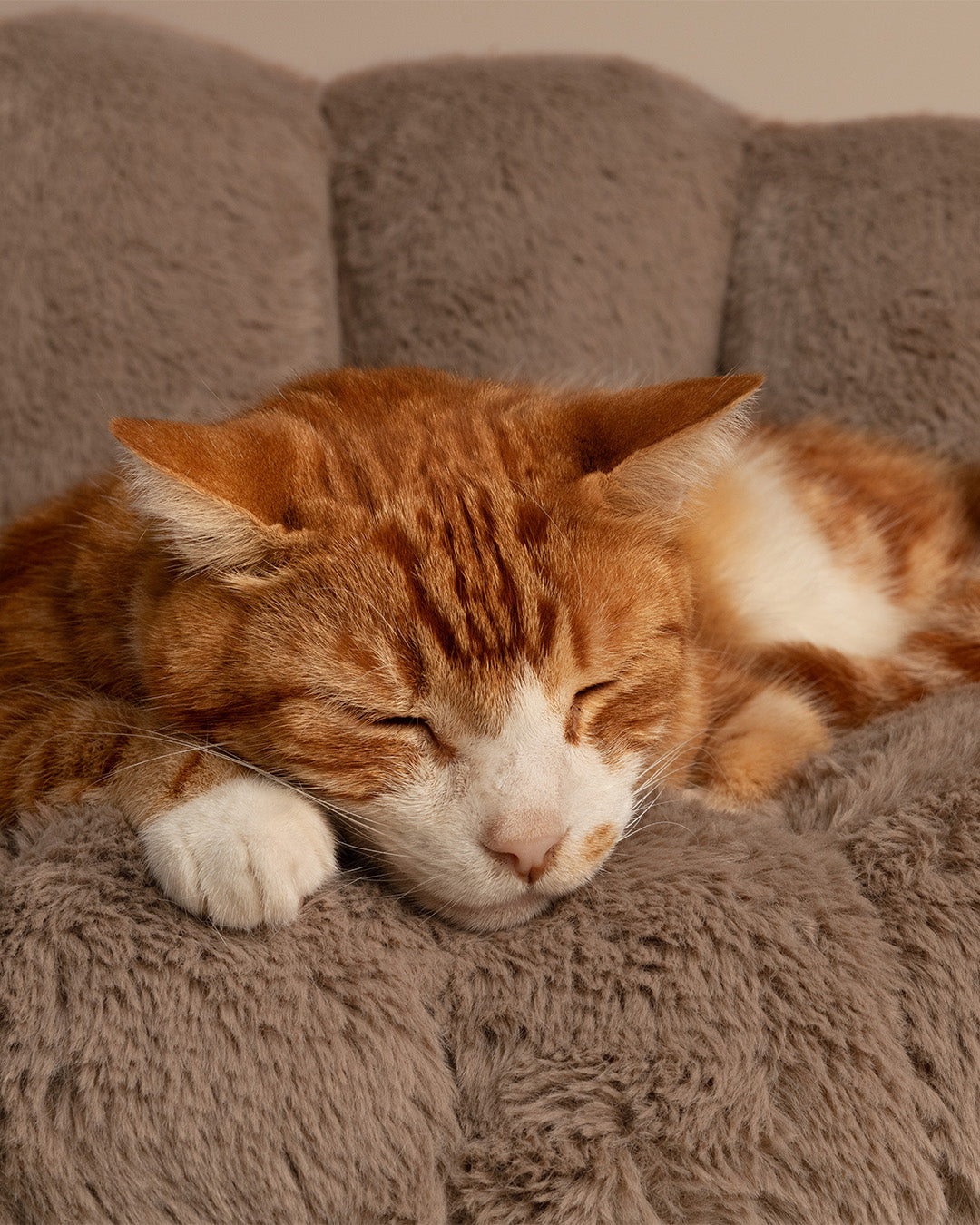Tavo Shell Pet Bed and Swaying Lounger