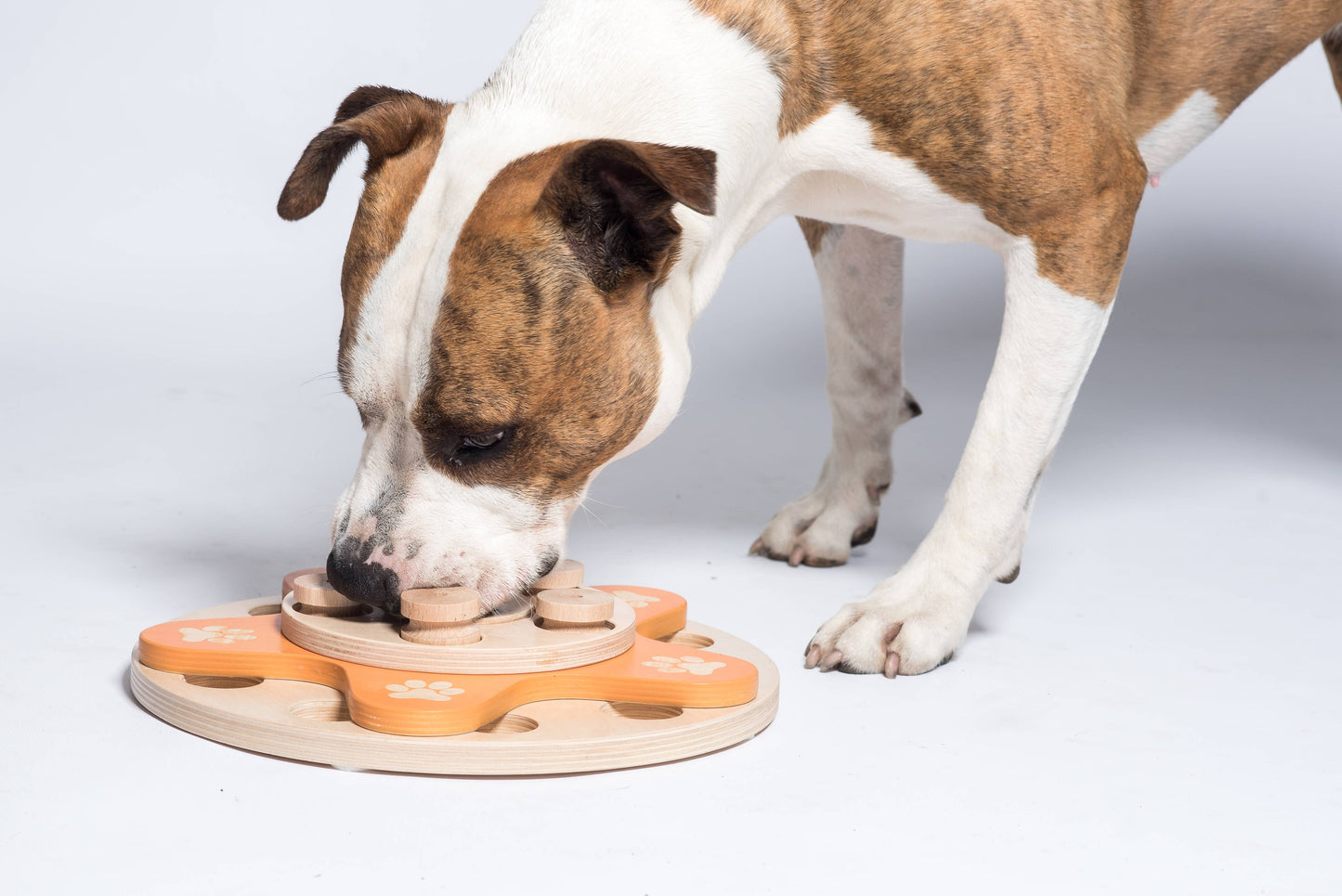 Dog's Flower - intelligent game for dogs
