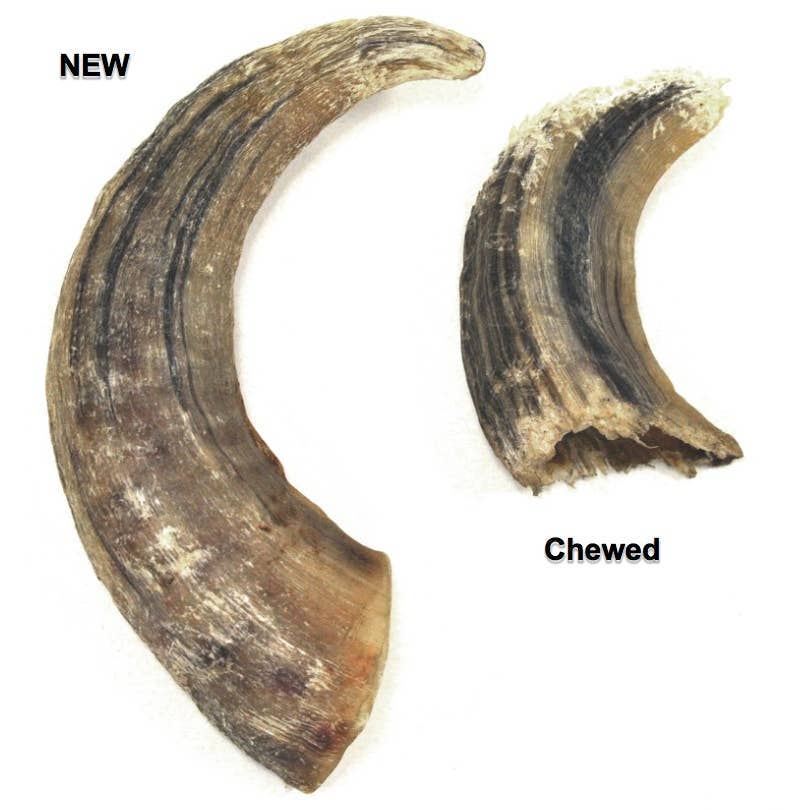 Icelandic+ Large Lamb Horn Dog Treat