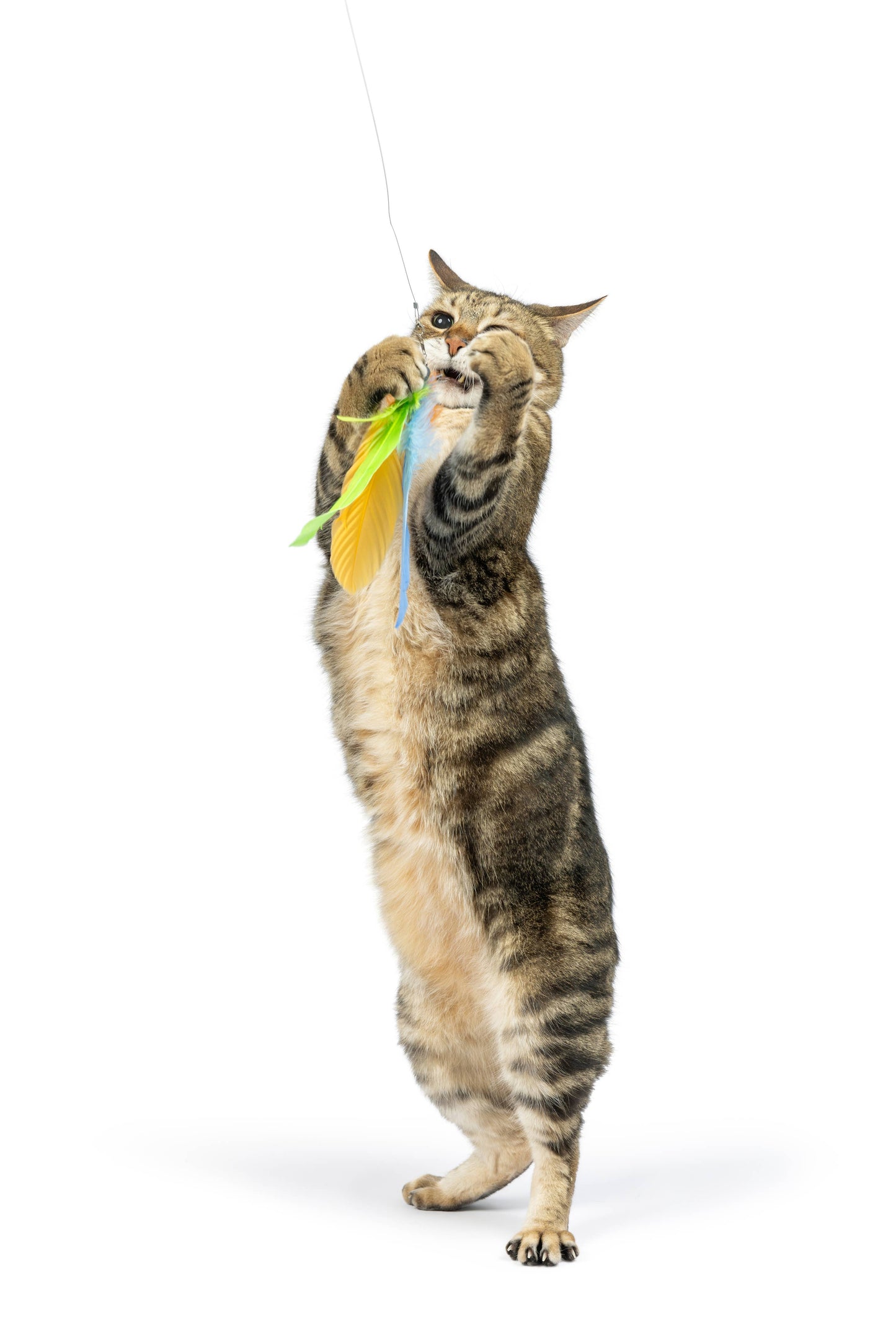 Teaser Sour Scratch Wand Cat Toy
