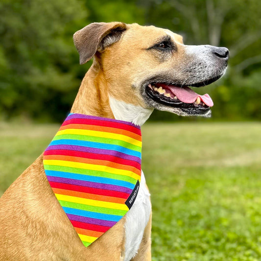 Rainbow RUFFLECT® Dog Bandana
