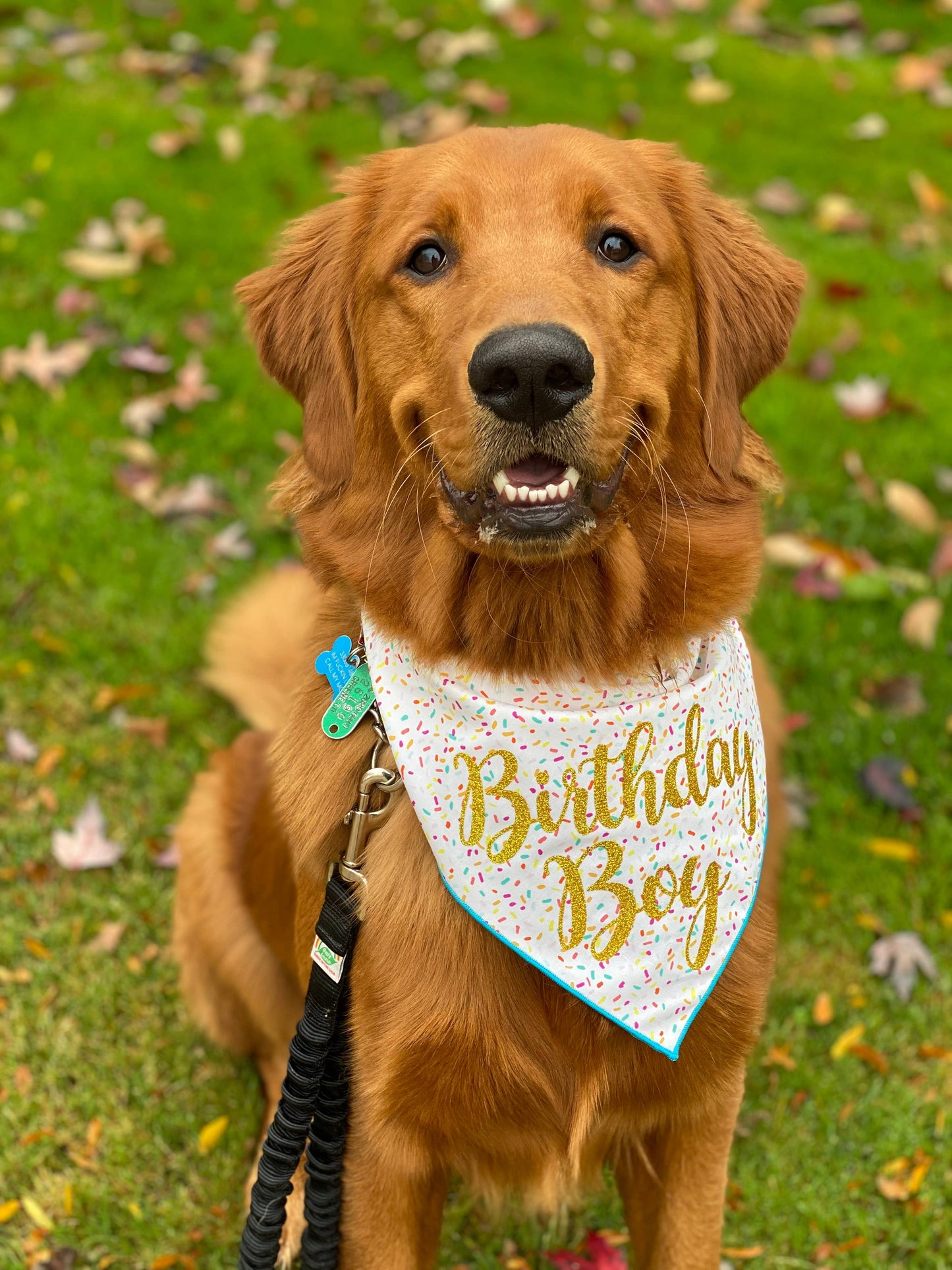 Dog Birthday Bandana - Birthday Boy