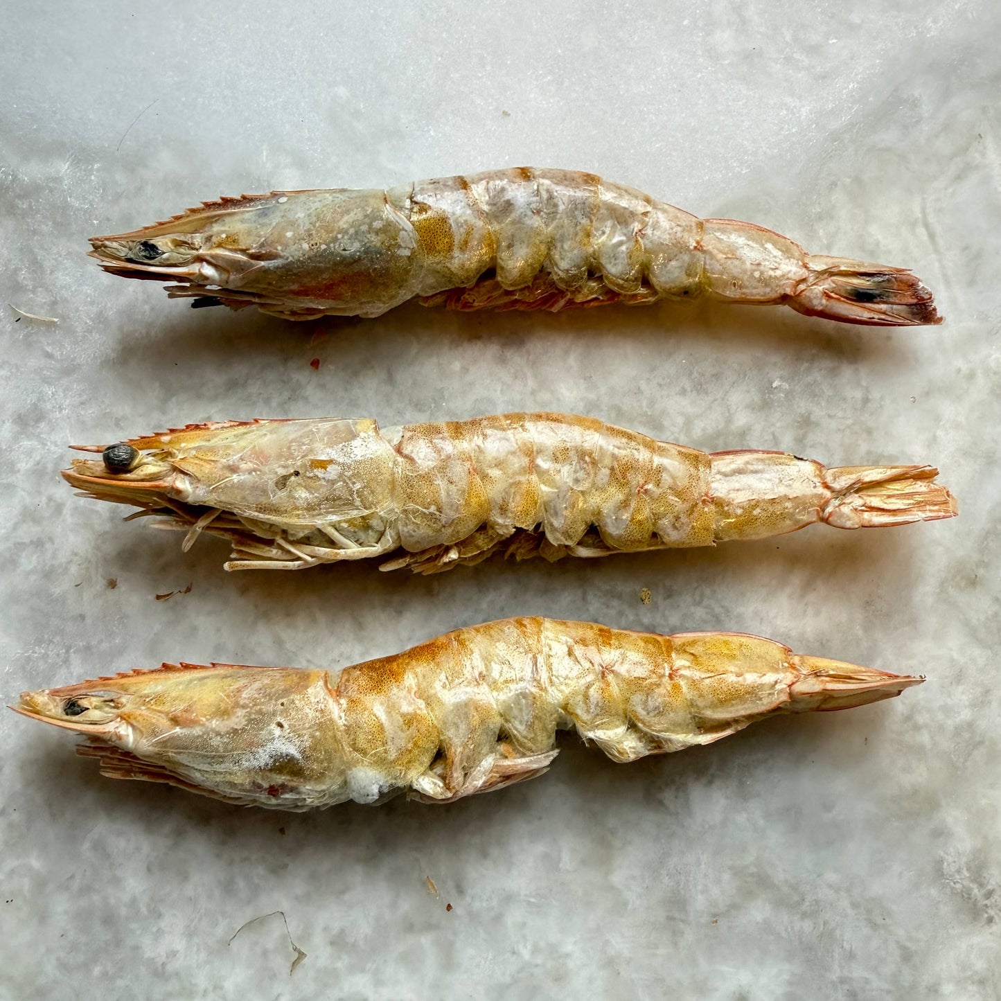 Large Prawns/Shrimp - Freeze-Dried