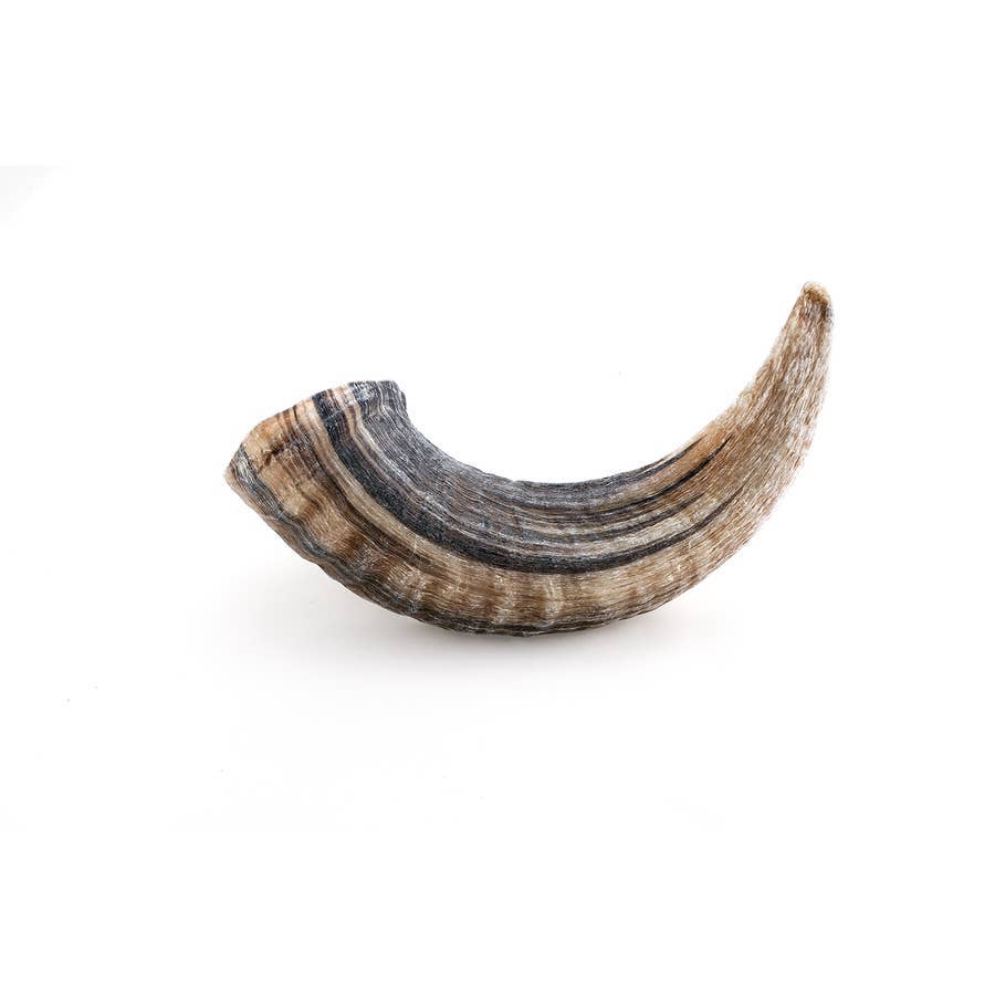 Icelandic+ Large Lamb Horn Dog Treat