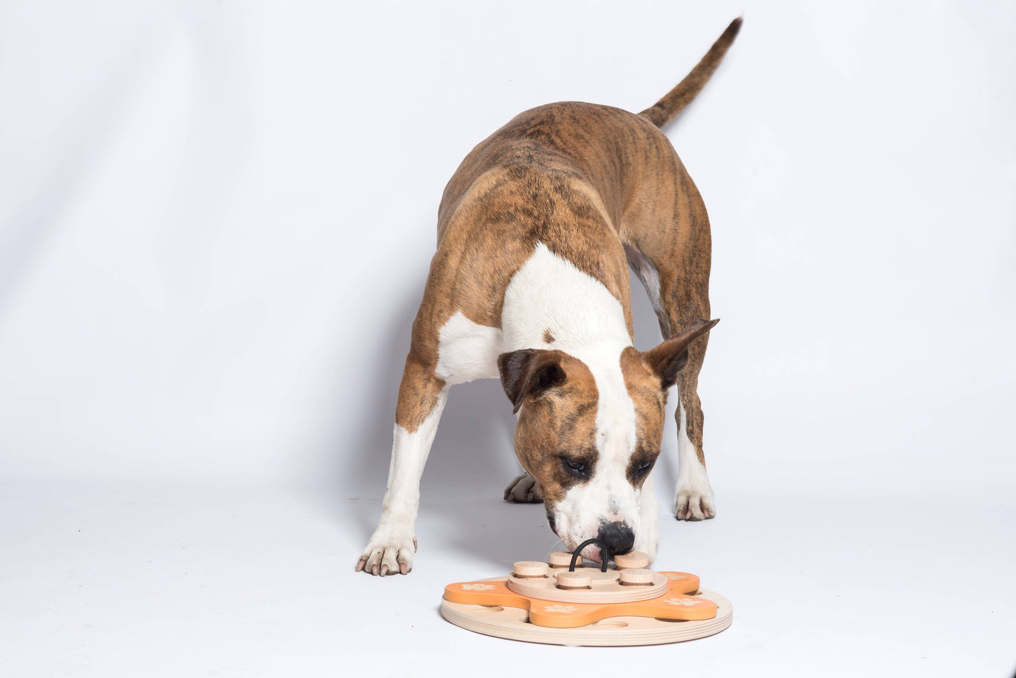 Dog's Flower - intelligent game for dogs