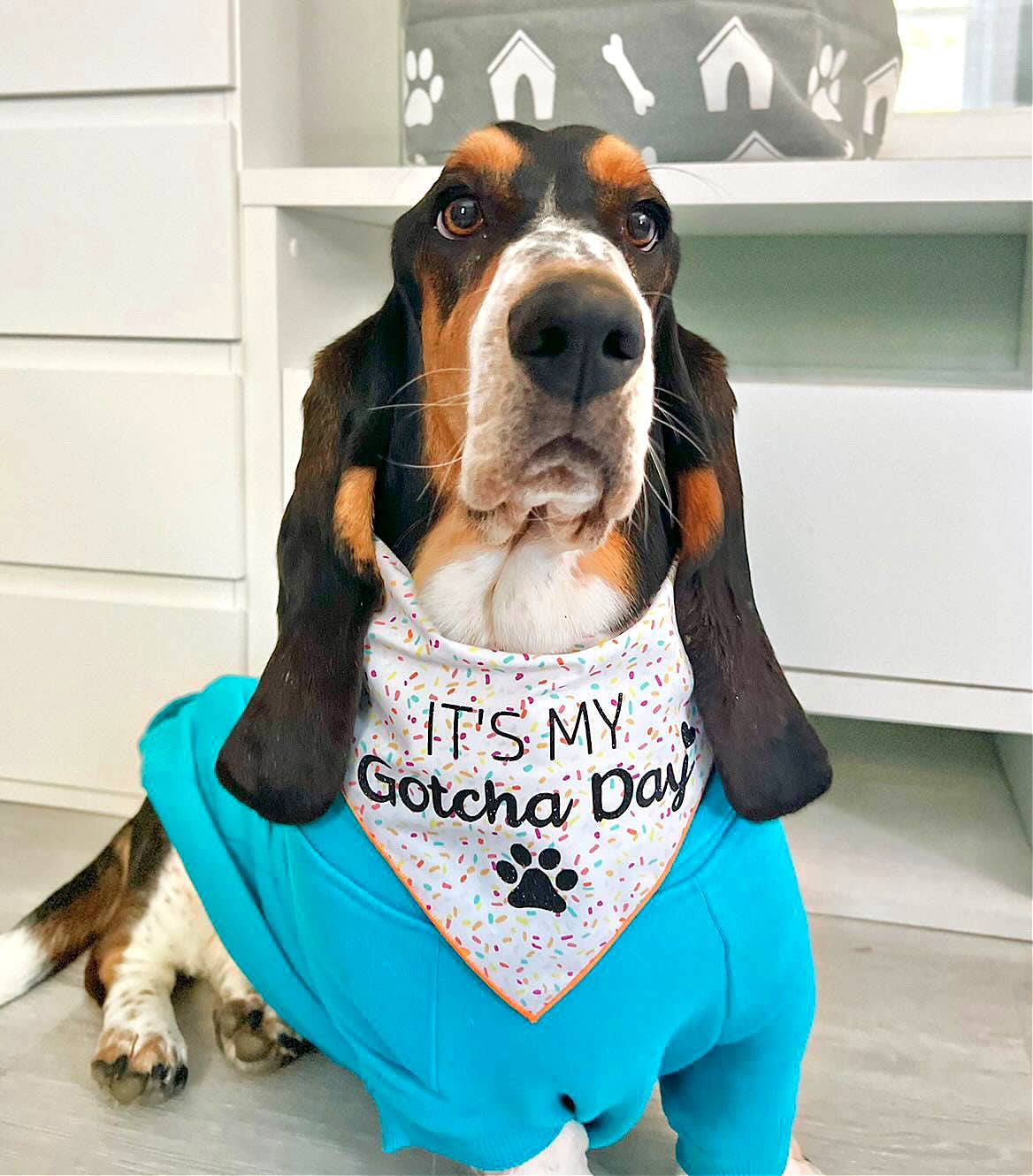 Dog Birthday Bandana - Gotcha Day