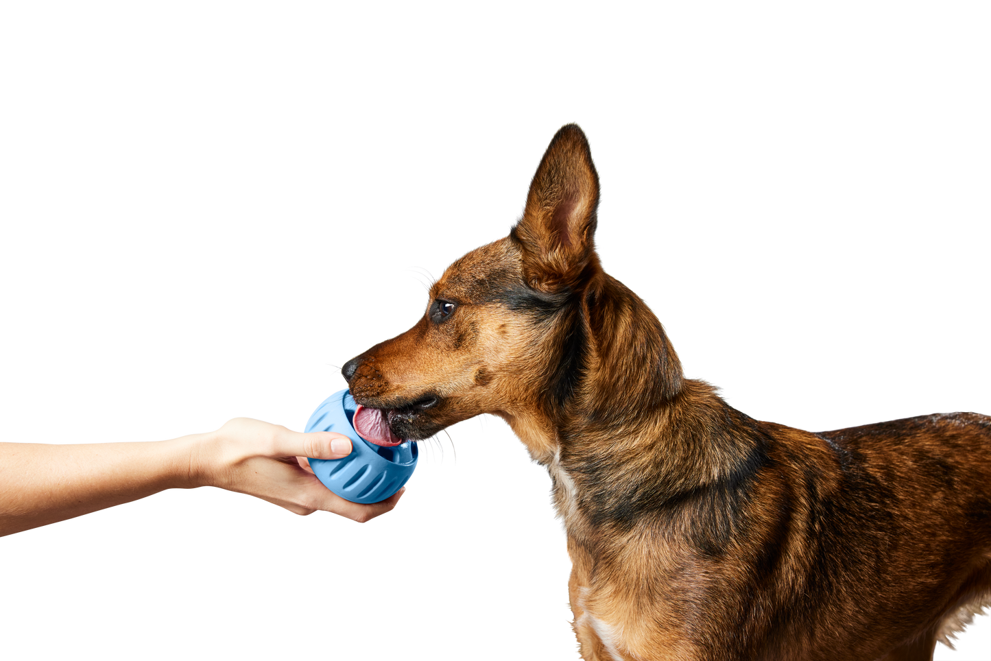The Pupsicle - Wholesale Exclusive Color