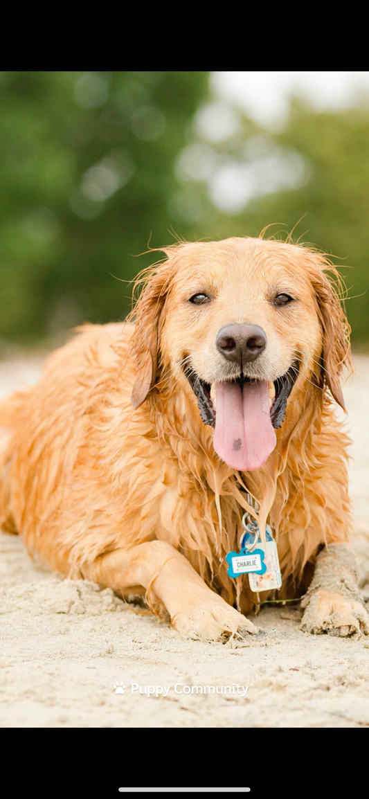 In Person Puppy and Dog Training