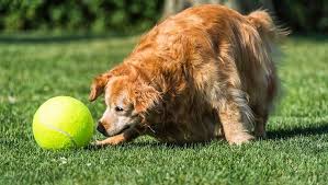 Jumbo Tennis Ball